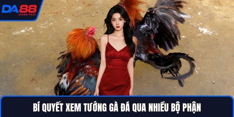 Hướng Dẫn Xem Tướng Gà Đá Đoán Thần Thái Trước Khi Đặt Cược DA88