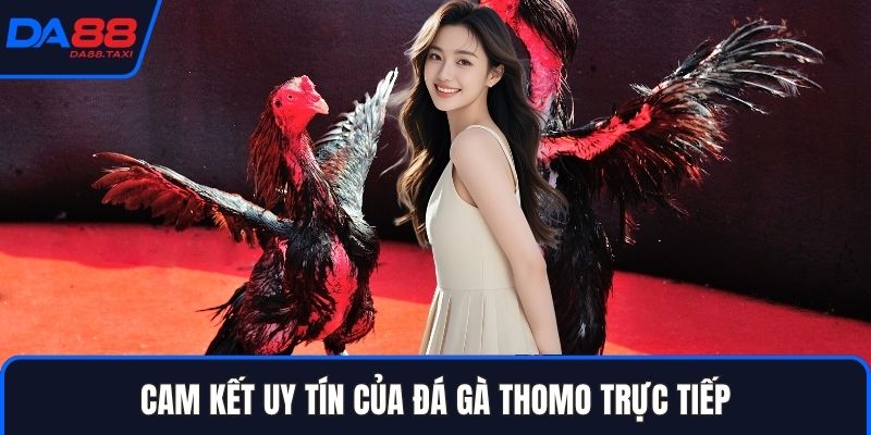 Khám Phá Trường Đá Gà Thomo Trực Tiếp: Quy Mô Và Độ Uy Tín Tại DA88