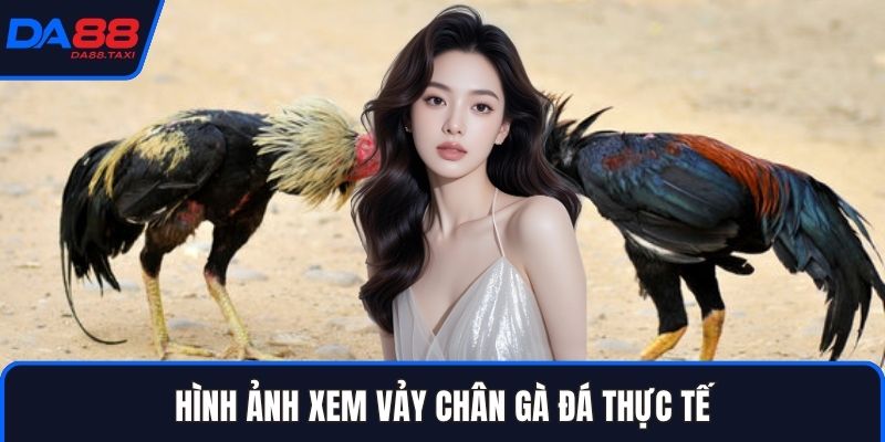 Cách Xem Vảy Chân Gà Đá Nhận Biết Thần Kê Tại Sảnh Đá Gà DA88