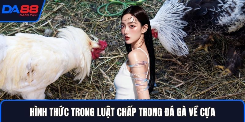 Toàn Tập Luật Chấp Trong Đá Gà, Chấp Trạng Gà Và Chấp Cựa Tại DA88