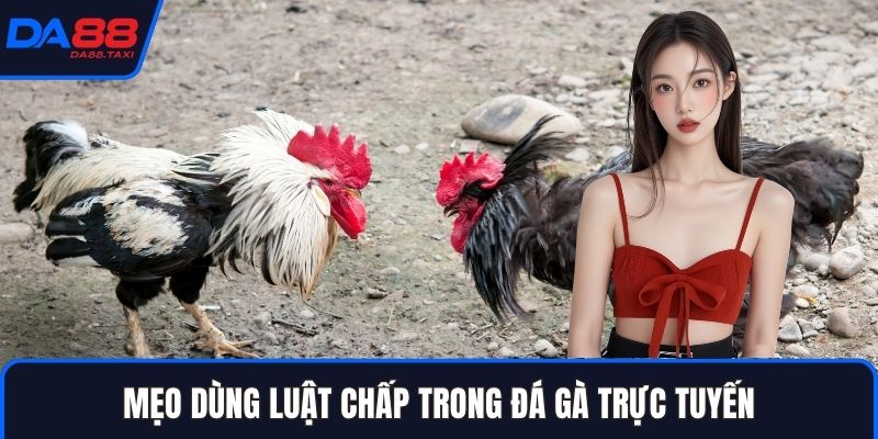 Toàn Tập Luật Chấp Trong Đá Gà, Chấp Trạng Gà Và Chấp Cựa Tại DA88