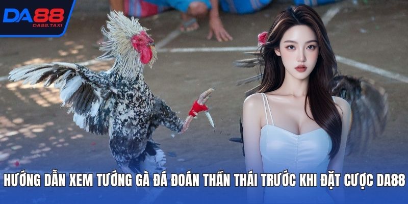 Hướng Dẫn Xem Tướng Gà Đá Đoán Thần Thái Trước Khi Đặt Cược DA88