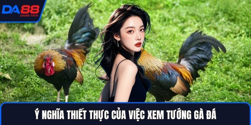 Hướng Dẫn Xem Tướng Gà Đá Đoán Thần Thái Trước Khi Đặt Cược DA88